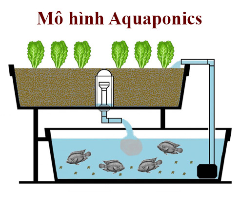 aquaponics là gì